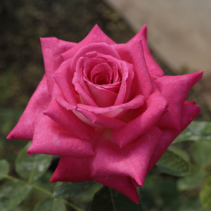Acapella® - trandafiri - www.pharmarosa.ro